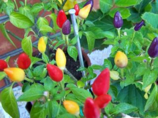 Which varieties of peppers grow with their fruits facing up?