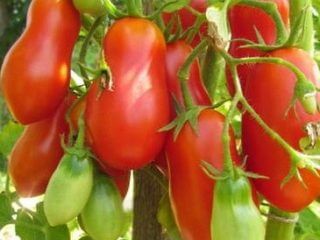 Las mejores variedades de tomates para Siberia.