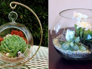 Florarium: všetky fázy tvorby vlastnými rukami