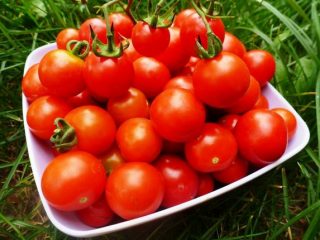 Review of new tomato varieties for 2024