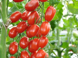 The best varieties of tomatoes for the Rostov region