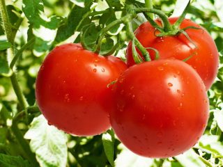 Late varieties of tomatoes
