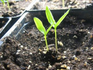 Når du skal plante pepper og auberginefrøplanter