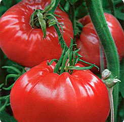 Tomate Abruzos