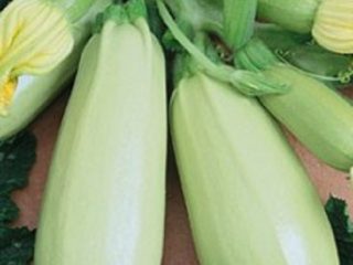 Zucchini Roller