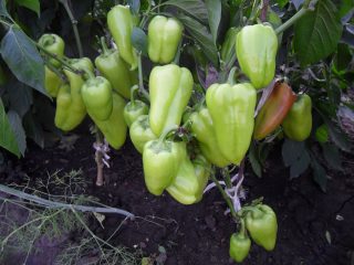 As melhores variedades e híbridos de pimenta