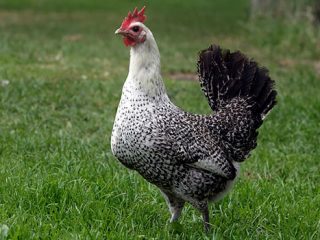 Chickens of egg breeds - which is better