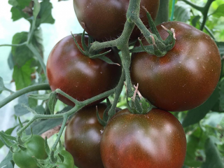 Jenis tomato Belanda untuk tanah terbuka