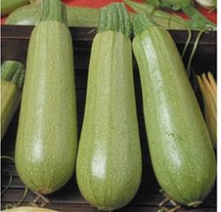 Calabacín Sorlinga F1