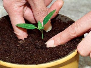 How to pick eggplant seedlings