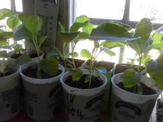 Growing eggplant seedlings at home