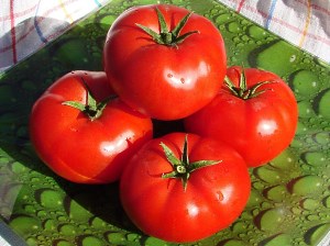 Determinate early ripening varieties of tomatoes