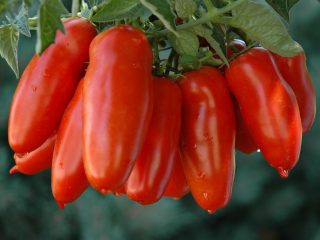 Variedades holandesas de tomates para invernadero.