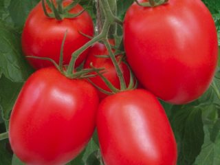 Late varieties of tomatoes for open ground