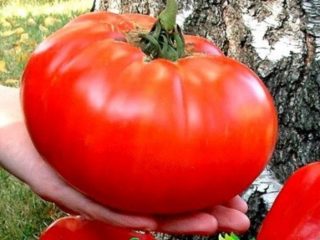 Large tomatoes: the best varieties with descriptions and photos