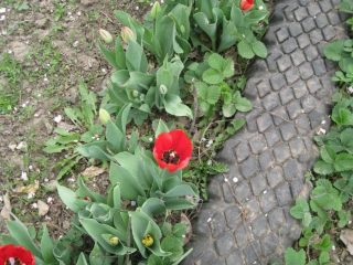 Laluan taman DIY yang diperbuat daripada tayar + foto