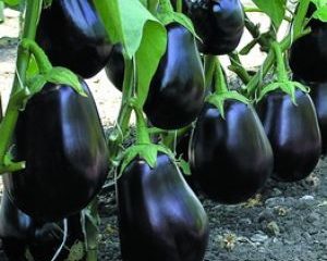 Eggplant Vikar