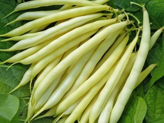 الفول لورا