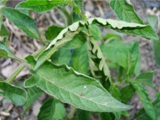Why do tomato seedlings curl their leaves + photo