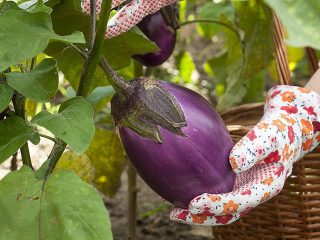 Planting eggplant seedlings in the ground