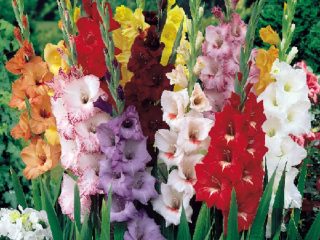 Kráľovský kvet v krajinnom dizajne – gladiolus v kompozíciách