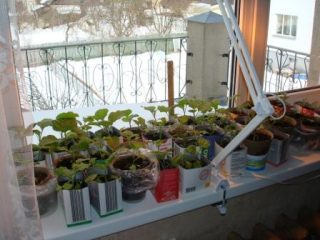 Las mejores variedades de pepinos para el balcón.