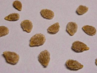 Germinating tomato seeds for seedlings