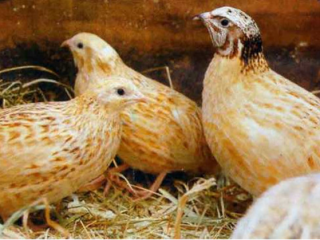 Manchurian quail breed: photo and description