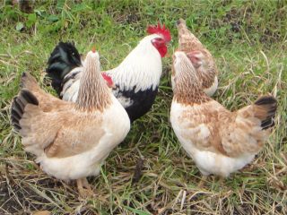 Description and productivity of Zagorsk salmon breed chickens