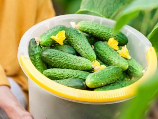 Cucumber Phoenix
