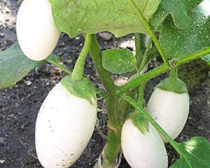 Eggplant Swan