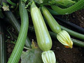 Zucchini Hero