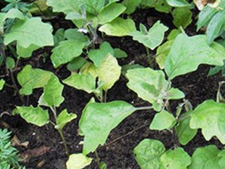 Methods for controlling pests and diseases of eggplant seedlings