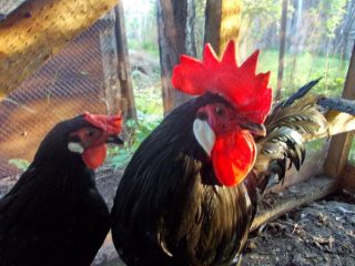 Ayam baka Minorca: ciri, keterangan, foto