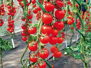 Tall cherry tomatoes: description of varieties with photos