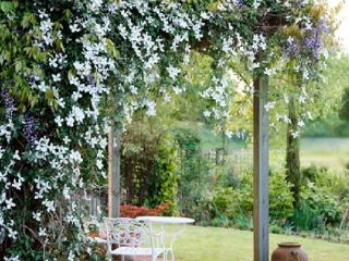 Clematis: ideas útiles para decorar una cabaña de verano.
