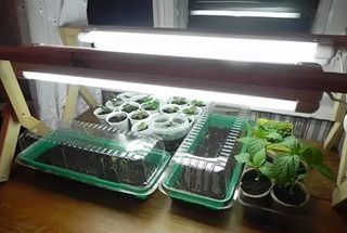 How to grow pepper and tomato seedlings