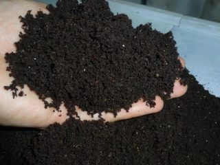 Land for eggplant seedlings