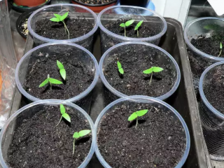 Eggplant seedlings do not grow