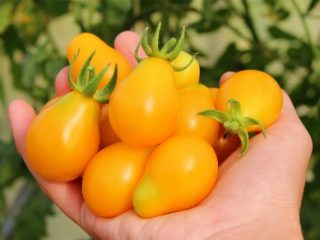 Gota de miel de tomate