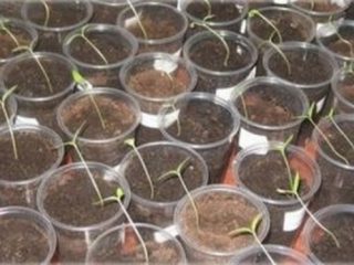 What to do if eggplant seedlings stretch out