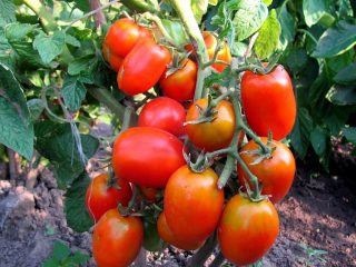 Variedades de tomate de alto rendimento