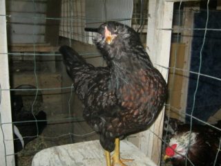 وصف سلالة الدجاج Ameraucana، ميزات + صور