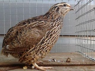 Quail of the Pharaoh breed: maintenance, breeding