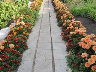 النباتات المعمرة الحدودية التي تزدهر طوال الصيف