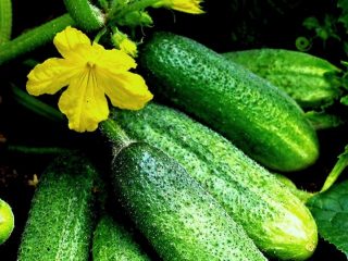 Cucumber Graceful