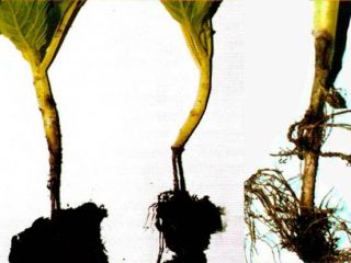 Black leg in tomato seedlings: methods of control