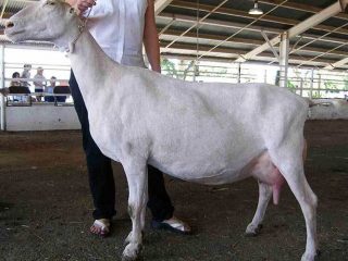 Ciri-ciri baka kambing LaMancha: kandungan, berapa banyak susu yang dihasilkannya