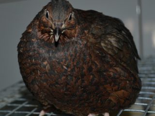 English black and white quails: description + photo