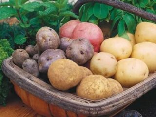 Najproduktívnejšie odrody zemiakov pre moskovský región